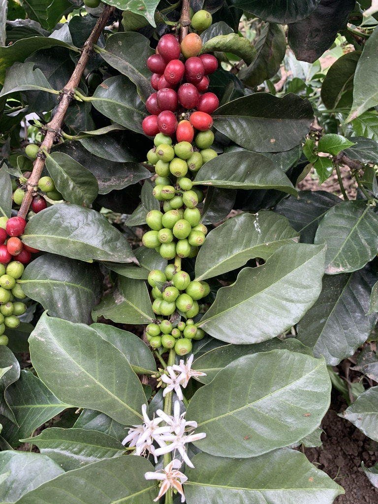 Coffee cherries ripening on the farm
